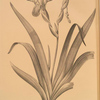 Iris variegata