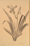 Iris variegata