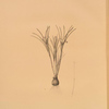 Crocus susianus