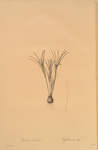 Crocus susianus