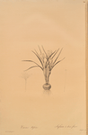 Crocus biflorus