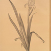 Iris virescens