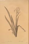 Iris virescens