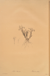 Iris arenaria