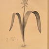 Lachenalia luteola