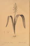 Lachenalia luteola