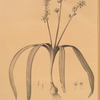 Scilla amoena