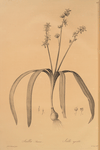 Scilla amoena