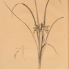 Iris graminea