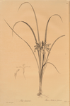 Iris graminea