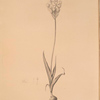 Ornithogalum thyrsoides