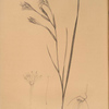 Gladiolus angustus