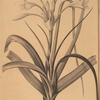 Amaryllis longifolia