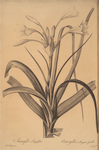 Amaryllis longifolia
