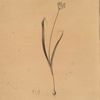Allium brachystemon