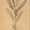 Heliconia humilis