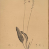 Eriospermum lanceaefolium
