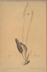 Eriospermum lanceaefolium