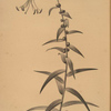 Lilium tigrinum