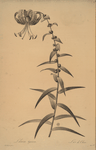 Lilium tigrinum