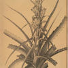 Bromella pinguin