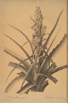 Bromella pinguin