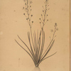 Anthericum annum