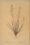 Anthericum annum
