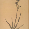 Gladiolus strictiflorus