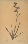 Gladiolus strictiflorus