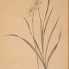 Gladiolus lineatus