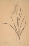 Gladiolus lineatus