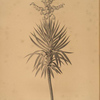 Yucca aloifolia