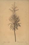 Yucca aloifolia