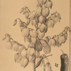 Yucca aloifolia