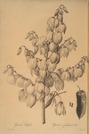 Yucca aloifolia
