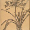 Agapanthus umbellatus
