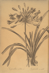 Agapanthus umbellatus