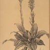 Neottia speciosa