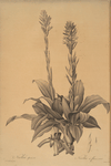 Neottia speciosa