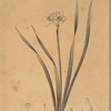Narcissus biflorus