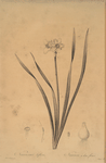 Narcissus biflorus