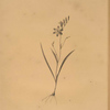 Ixia secunda