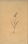 Ixia secunda