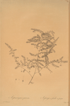 Asparagus pectinatus