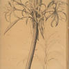Crinum taitense
