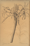 Crinum taitense