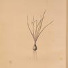 Narcissus pumilus