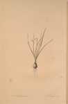 Narcissus pumilus