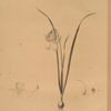 Narcissus calathinus